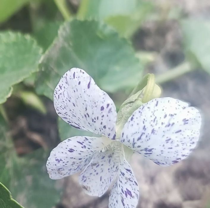 Продам рассаду цветов