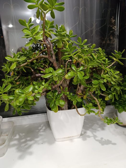 Денежное дерево продам