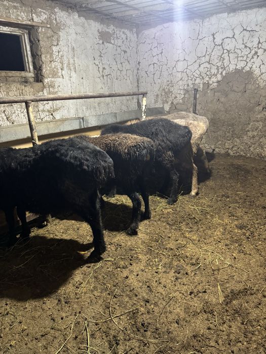 қойлар сатыладыы