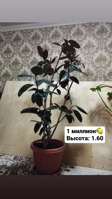Продам большие декоративные цветы для офиса