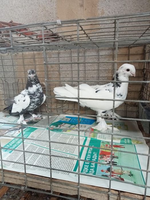 Продаются голуби