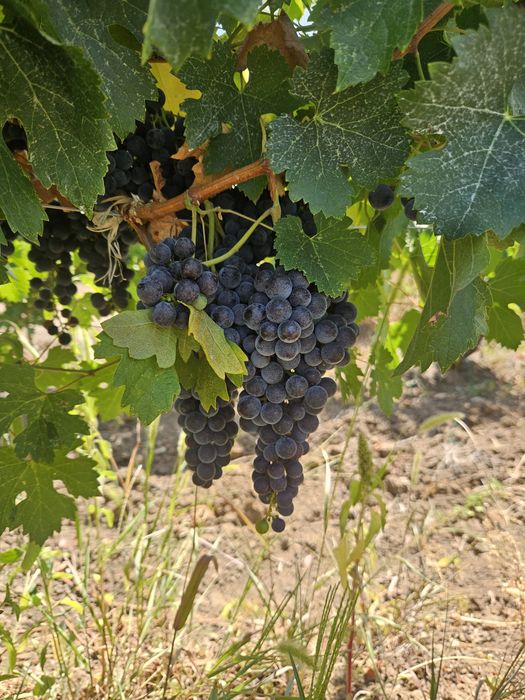 Vand Struguri Merlot si Negru de Drăgășani