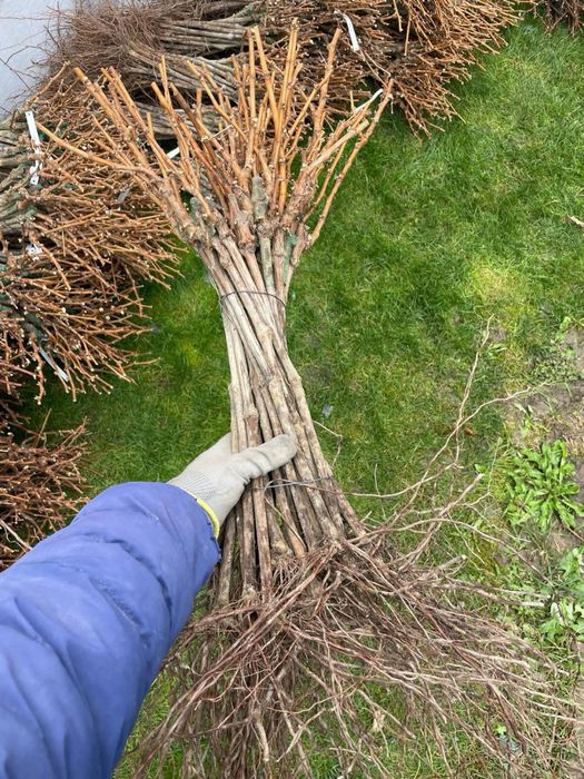 Butasi vita de vie altoiti