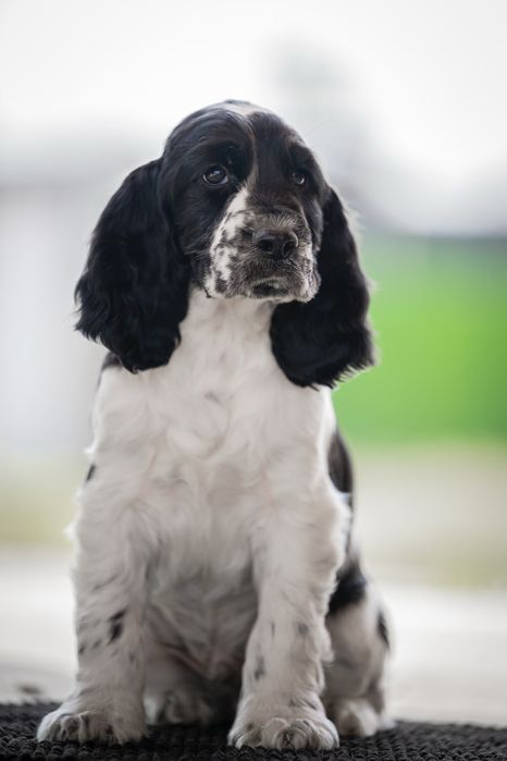 Английски спрингер шпаньол