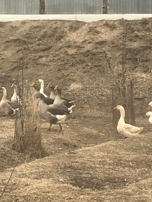 Продам гусей, срочно!