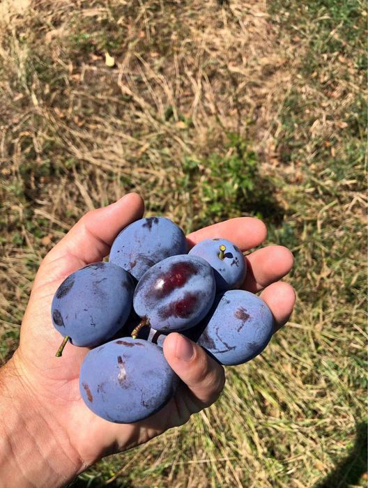Vand prune pentru tuica transport in toata tara