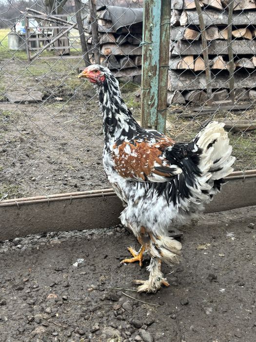 Cocosi brahma de vanzare