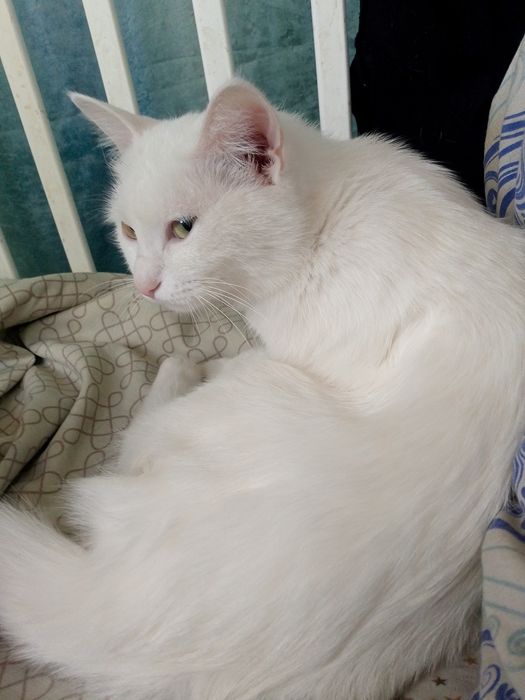 Отдам котенка девочка