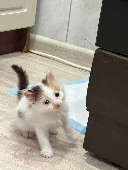 Отдадим котят , две девочки.