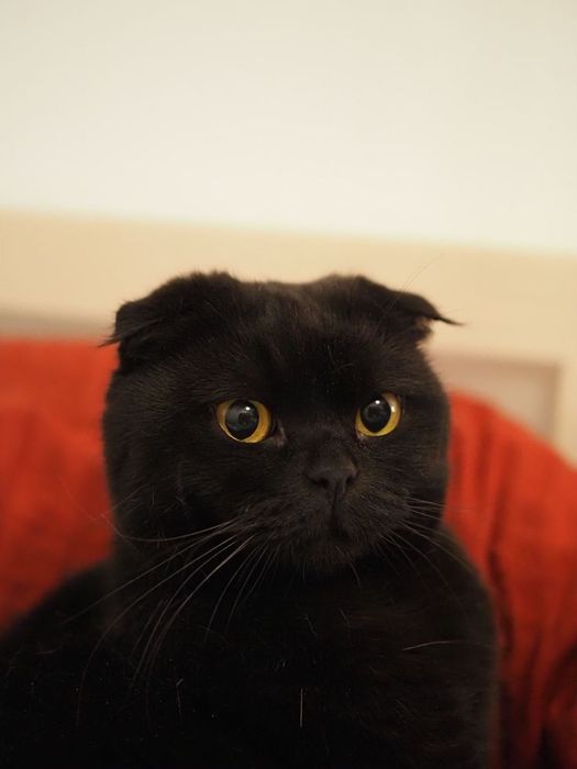 Висла ухая кошка