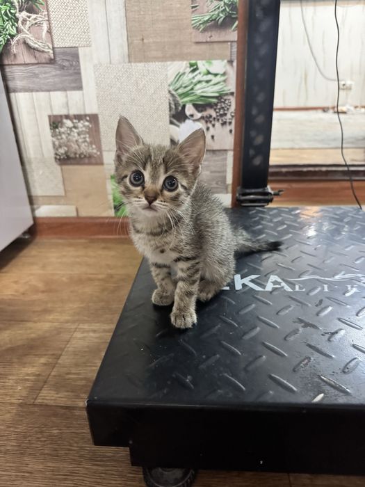 Котята шотландские