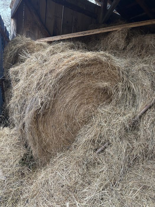 Fan Fân Baloti rotunzi /patrati