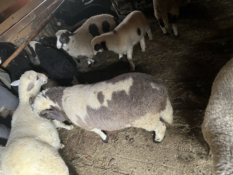 Български агнета- планинско отглеждане