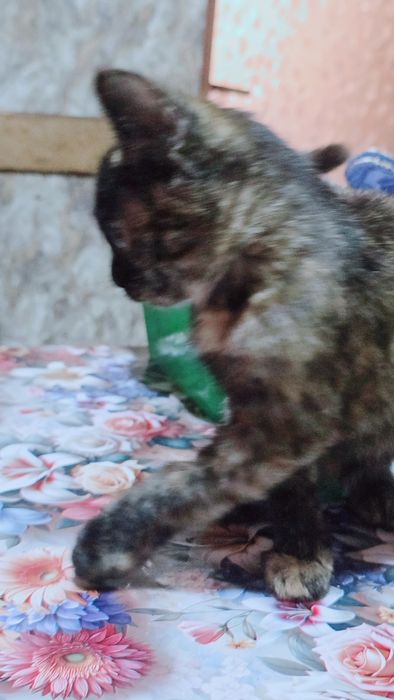 Отдам котёнка в добрые руки.