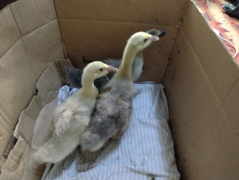 Малки патенца вид Лебедова гъска