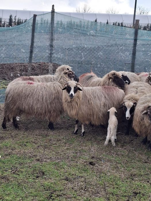 De vanzare 15 oi 7 fatate
Oi tinere de tal