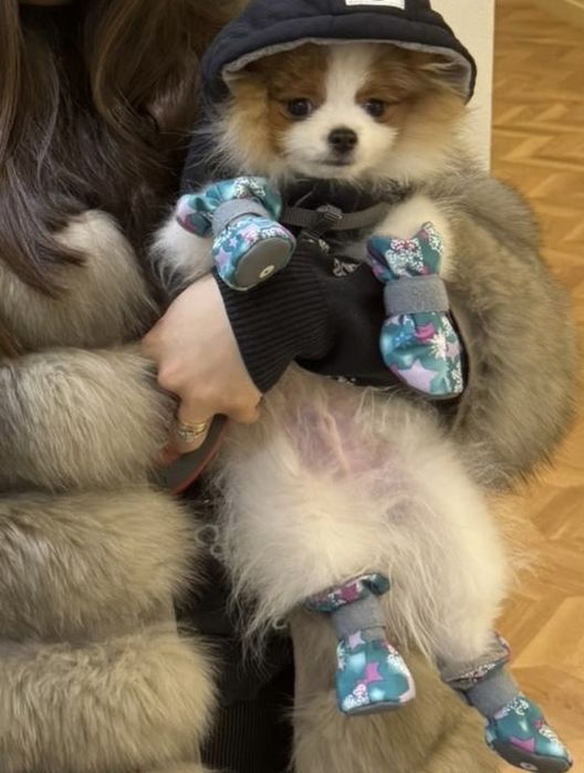 Продается Немецкий Шпиц!