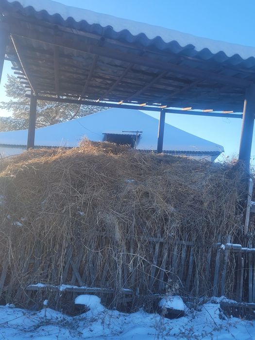 Жоңышқа шөп сату