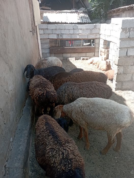 Бараны.овцы.живым весом.