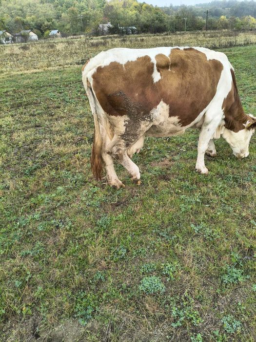 Vaca Baltata Romaneasca