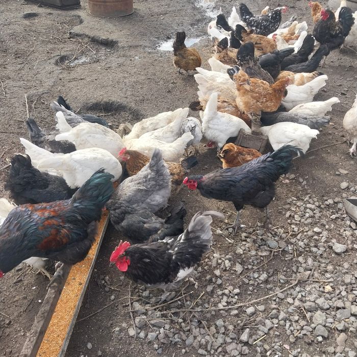 Продам молодых домашних кур.