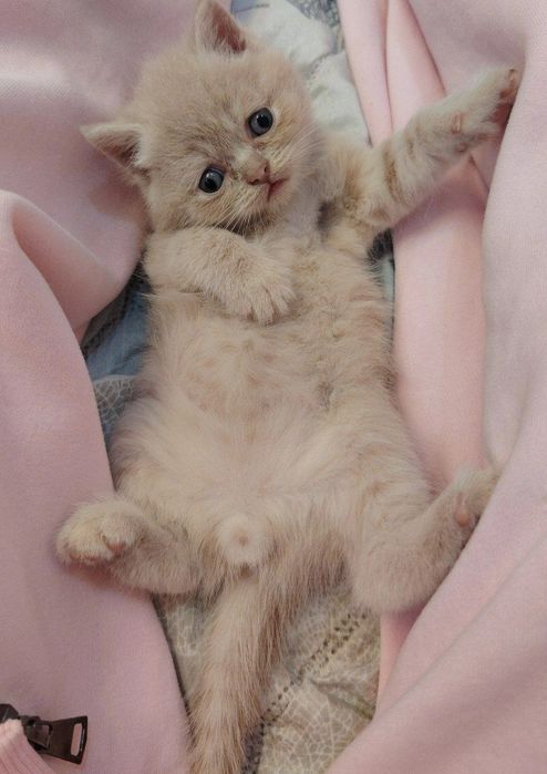 Скоттиш страйт персик мальчик