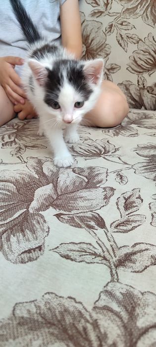 Отдам красивых котят
