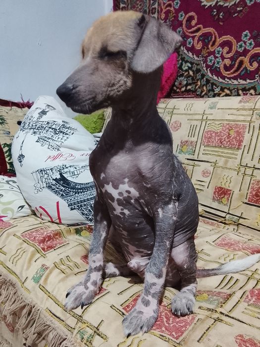 Отдам щенят в добрые руки