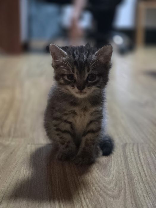 Отдам котёнка в добрые руки