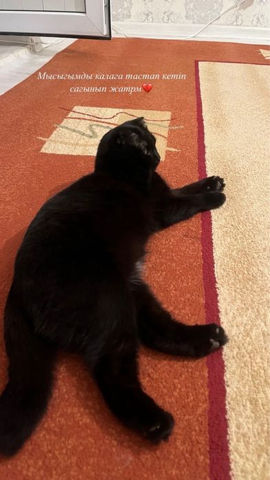 Шотландский вислоухий(кот)