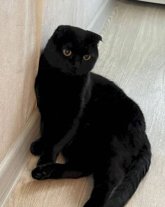 Отдам даром кота