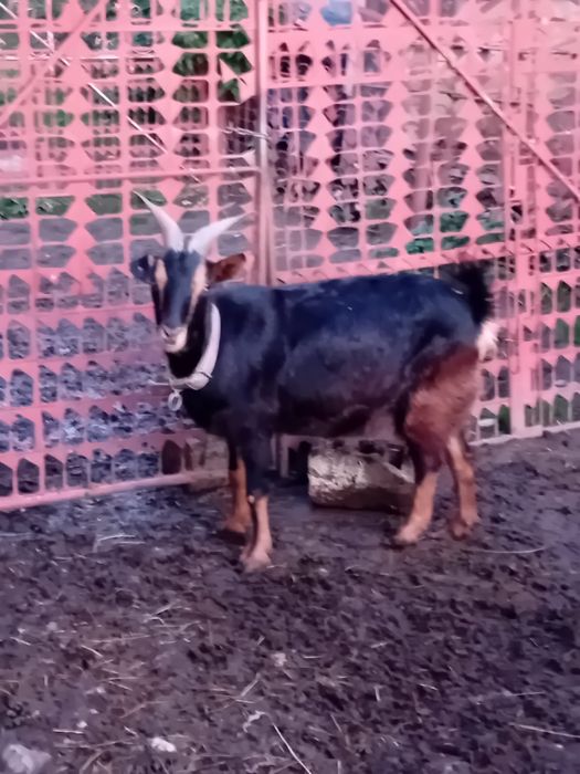 Vand un țap si 3 capre