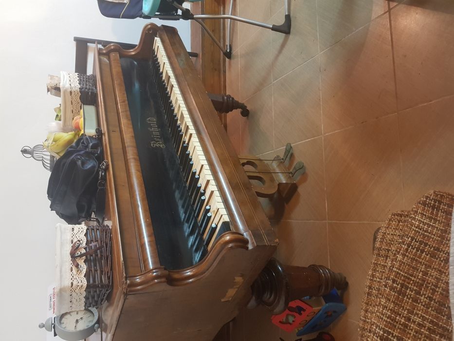 Pian scurt cu coadă scurtă