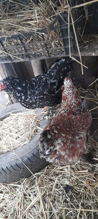 Oua pentru incubat.!