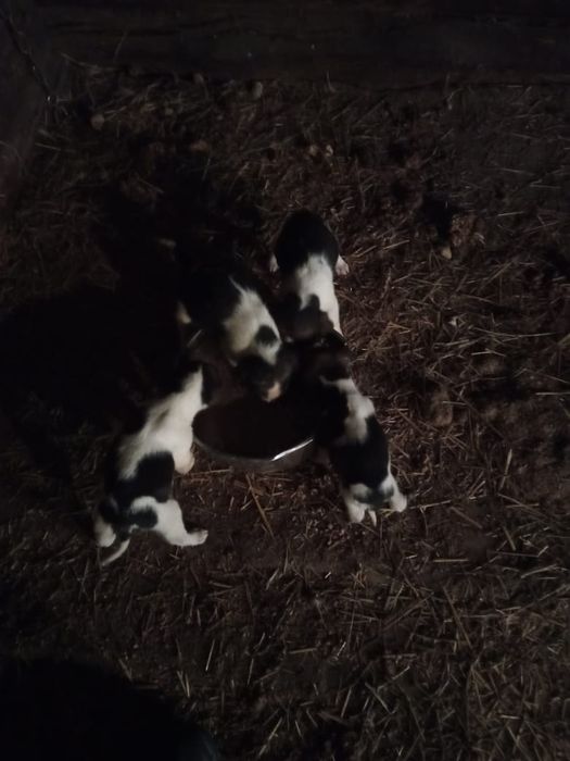 Продам щенков русская пегая гончая.