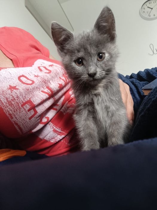 Pisica spre adoptie