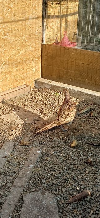 Mascul fazan platină 2025