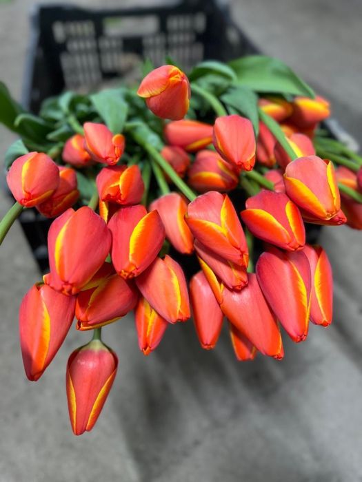 Тюльпан оптом и в розницу