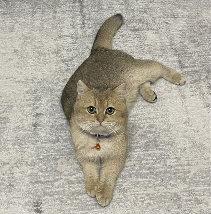 Вязка! Золотая шиншилла