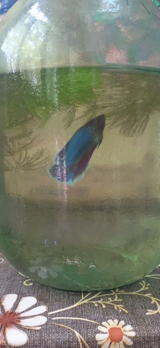 Рыбки петушки самочки