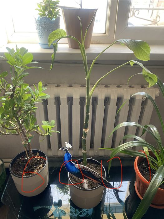 Үй гүлдері сатылады.