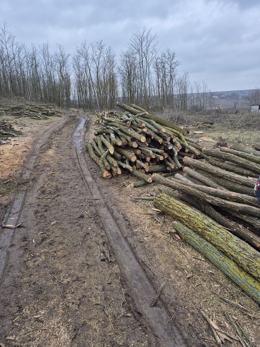 Vind lemn foc salcim și alte diverse tari  cu transport și fără transp