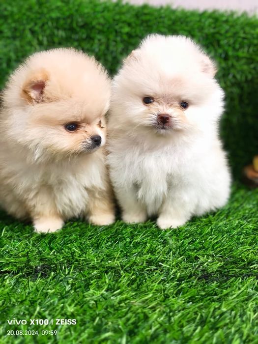 Продам шикарных щенков шпица