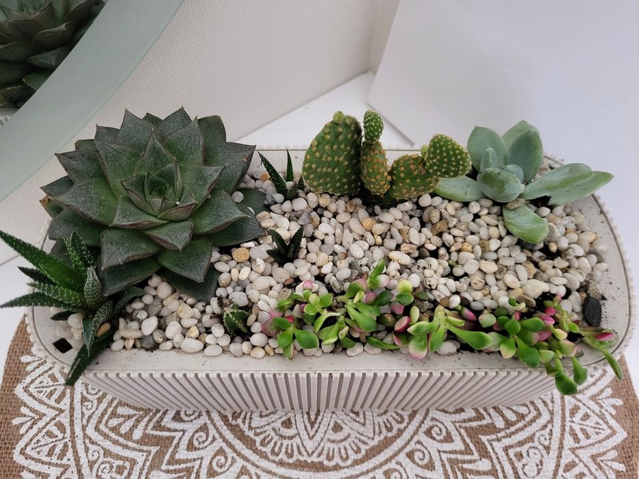 Продам комнатые растения (суккуленты)