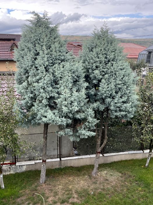 Brad verde si argintiu viu brazi de Craciun