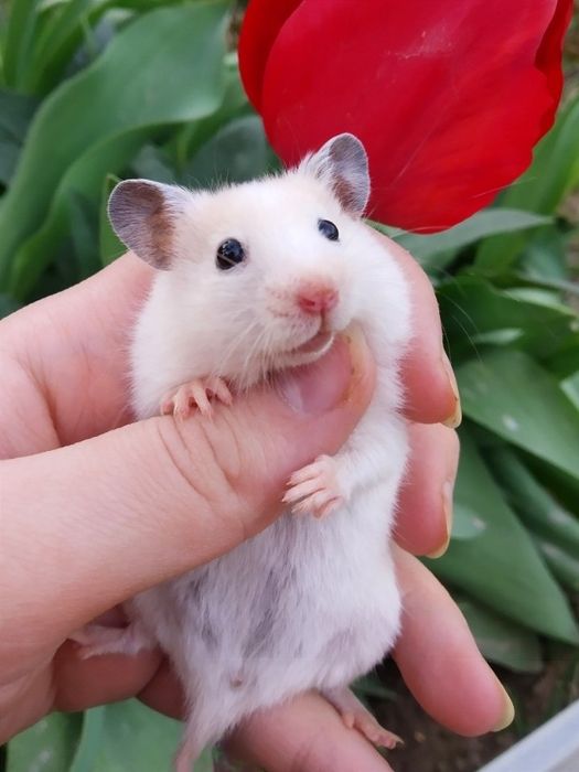 Хомячкки сирийские ручные