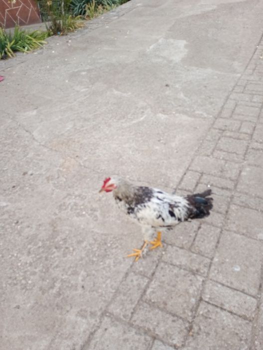 Vând 13 cocoși foarte frumoși