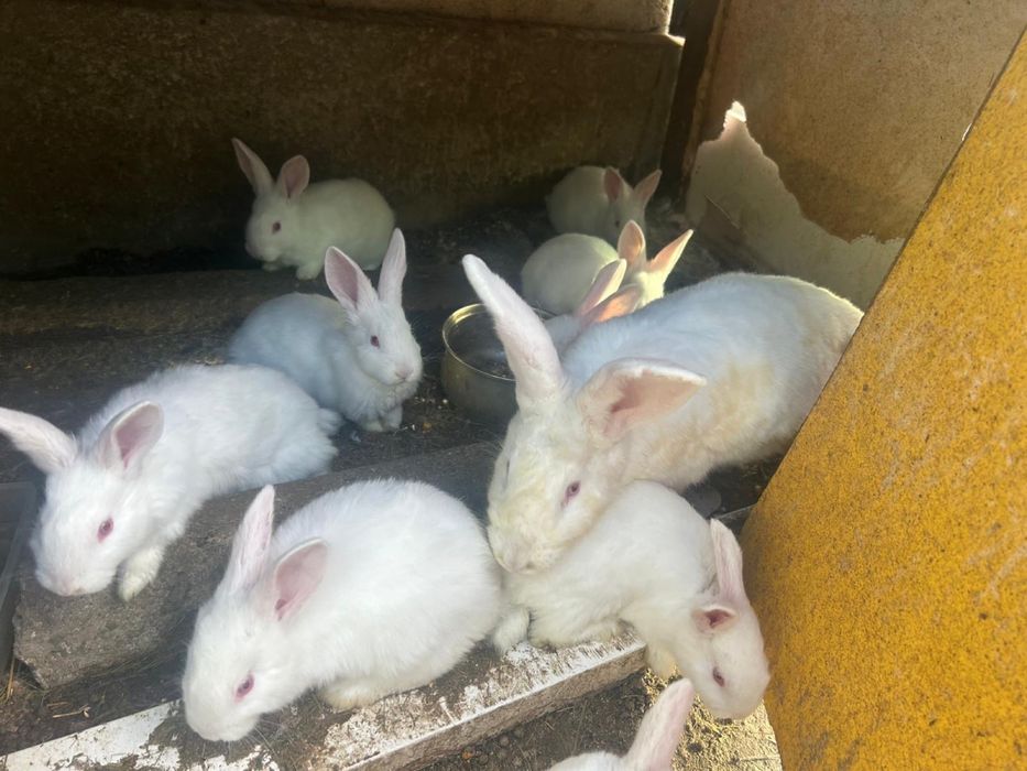 Vand iepuri pannonia pui 100