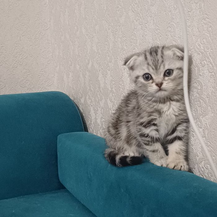 шотландские котята