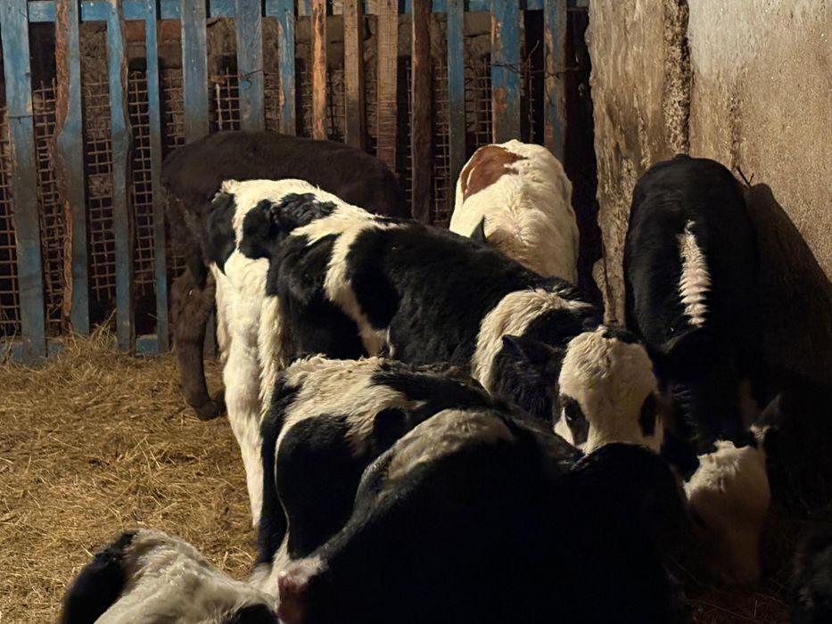 Продам телят бычки